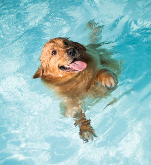 dog swimming in pool