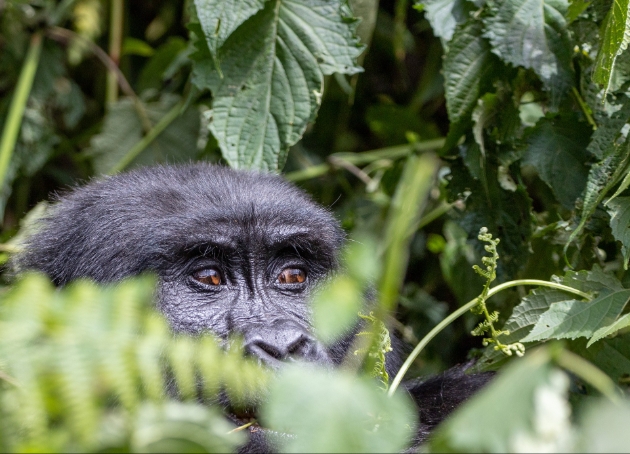 A gorilla looking out of a bush